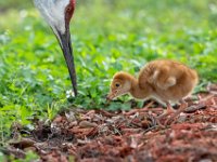 A1G6001c  Sandhill Crane (Antigone canadensis) - pair with 4-day-old colts